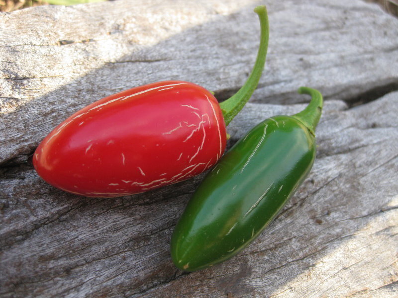 Chilli Jalapeno seeds The Seed Collection