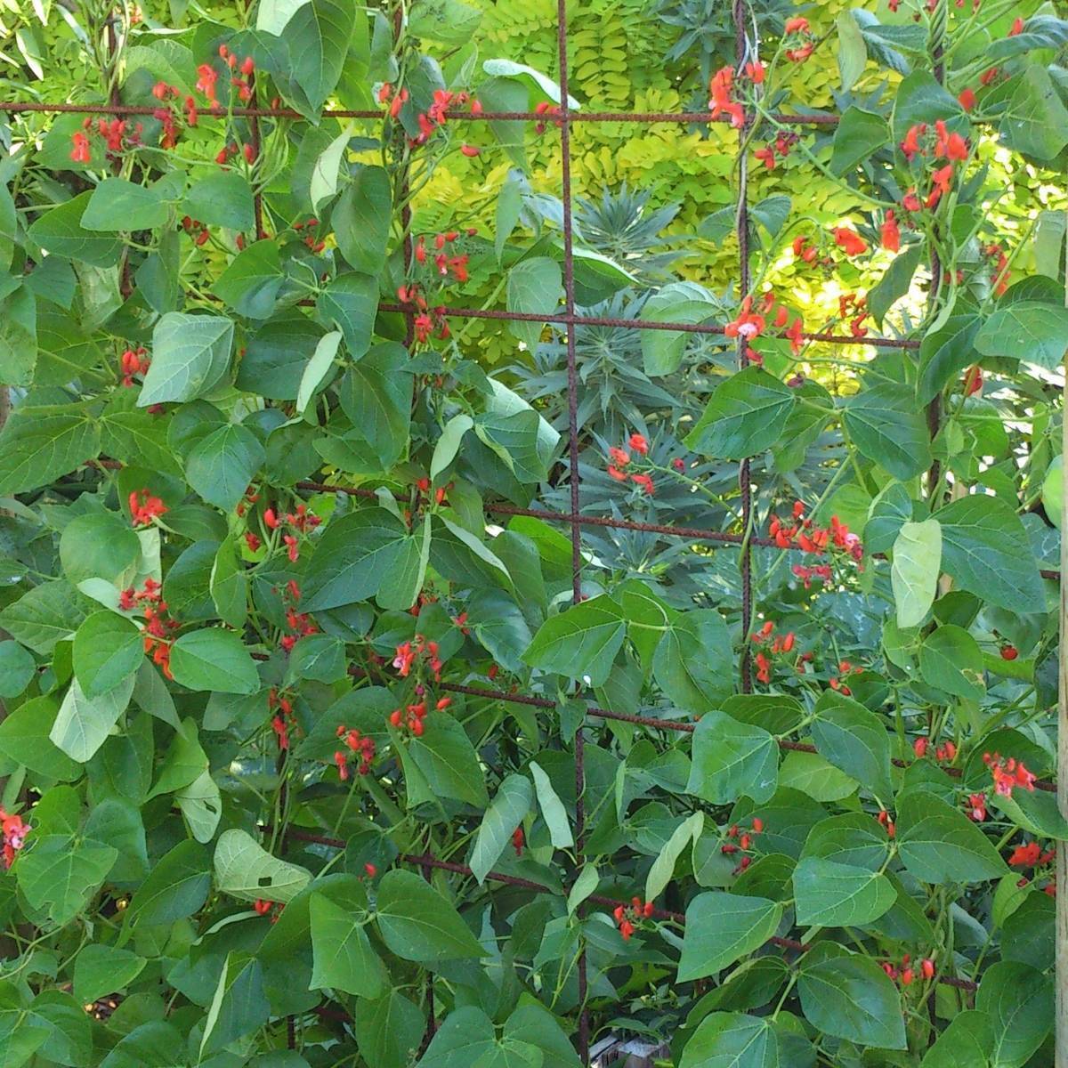 Runner Bean Scarlet Emperor seeds The Seed Collection