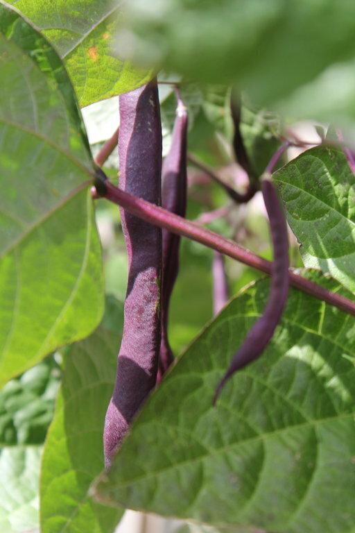 Climbing Bean Purple King seeds The Seed Collection