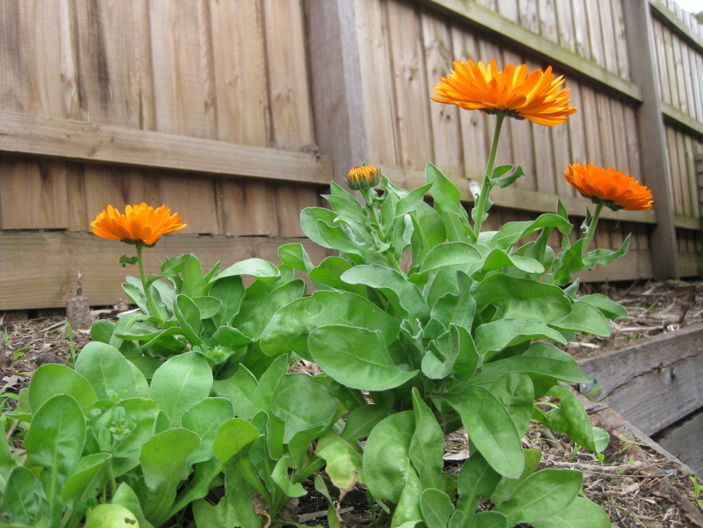 Calendula seeds The Seed Collection