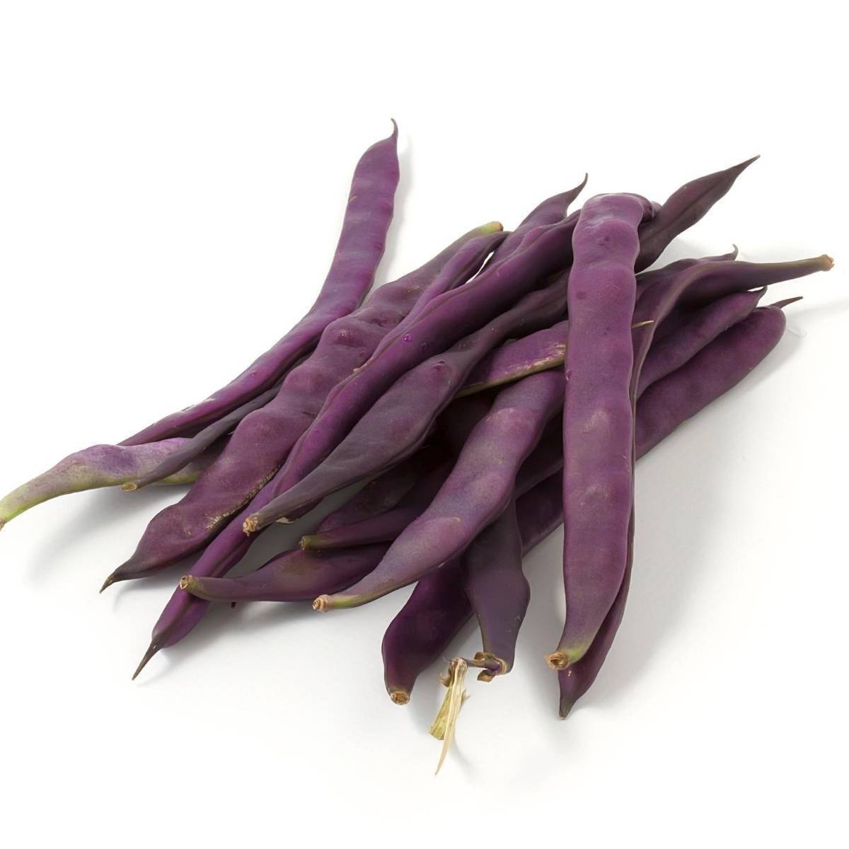 Climbing Bean Purple King seeds The Seed Collection