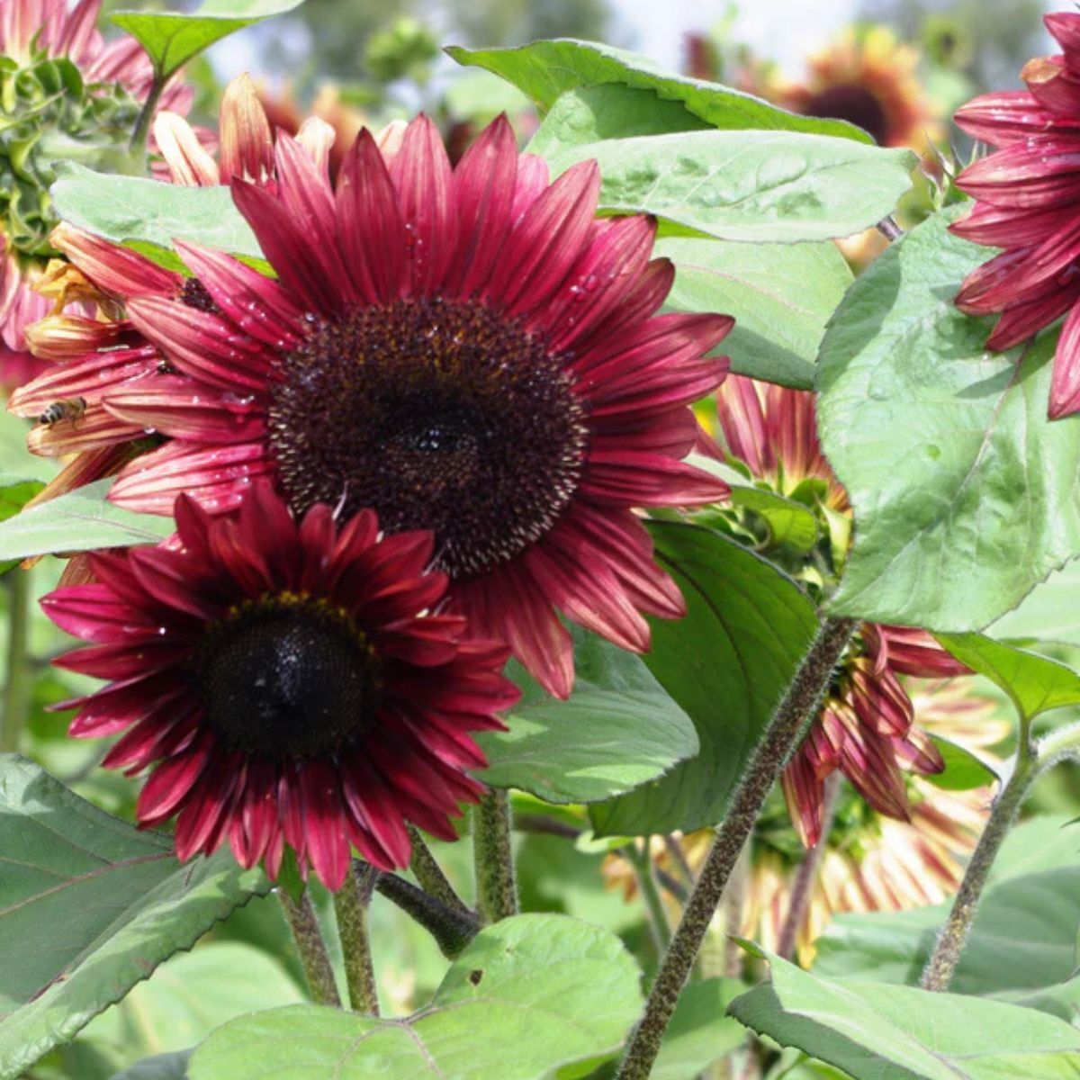 Sunflower- Compact Mauve Spray F1 | The Seed Collection