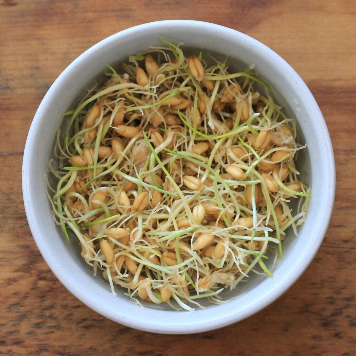 sprout seeds sprout seeds