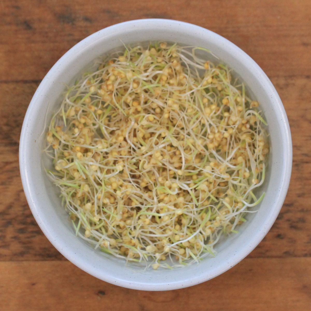 Sprouting Seeds Millet The Seed Collection