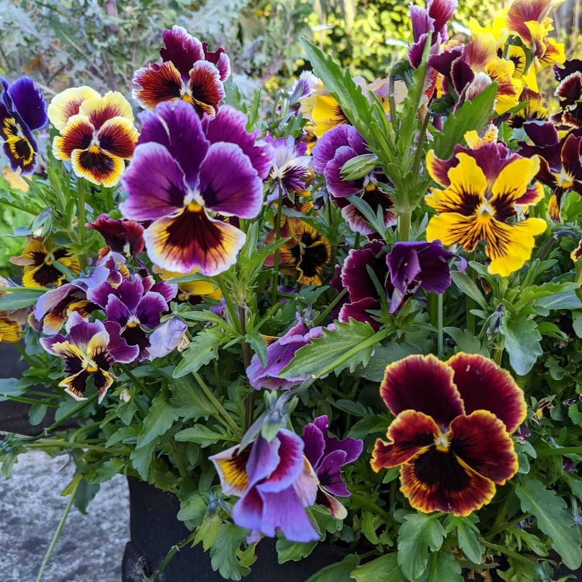 FRILLED VIOLA PANSY ROCOCO MIXED 130 HIGH QUALITY FLOWER SEEDS /1249 
