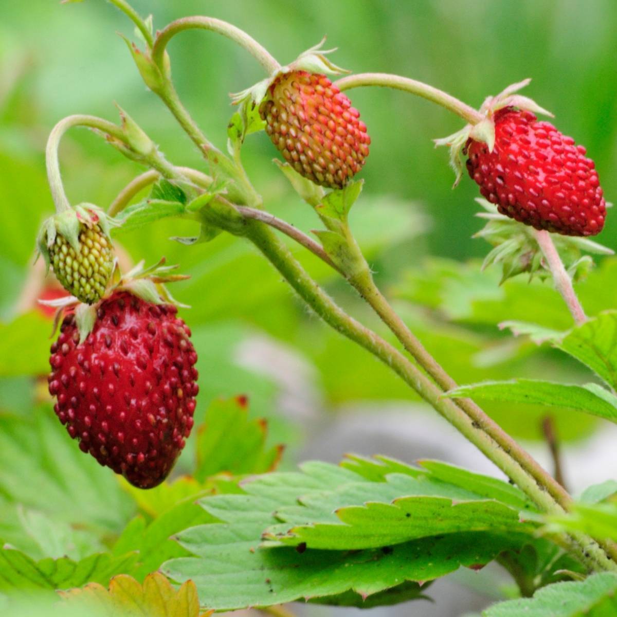 Mggsndi 100Pcs Sweet Wild Strawberry Seeds Non-GMO Fruit Easy Grow Plant for Home Garden Bonsai 