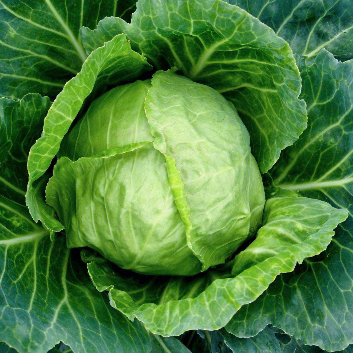 Cabbage Early Jersey Waekfield Vegetable Seeds 