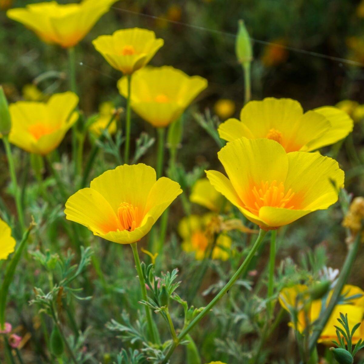 Californian Poppy Golden West Seeds The Seed Collection