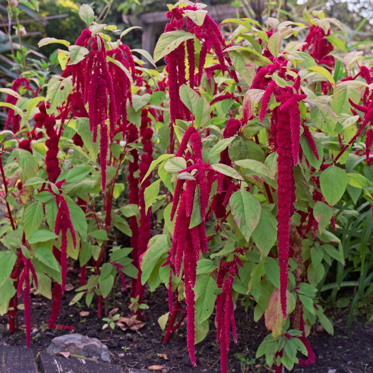 Amaranth Caudatas Red Seeds The Seed Collection