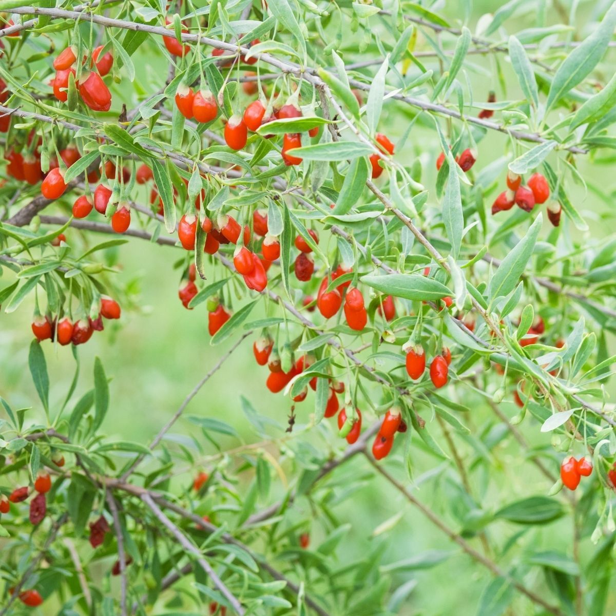 Goji berry