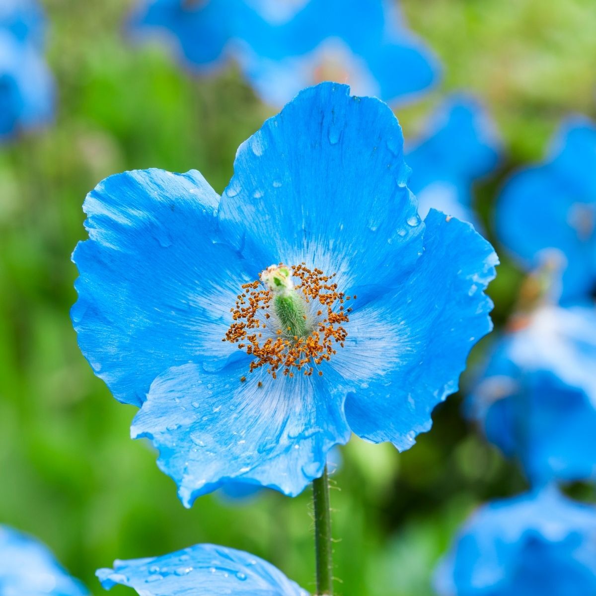 Lista 90+ Foto Para Que Sirve La Hierba Azul Mirada Tensa