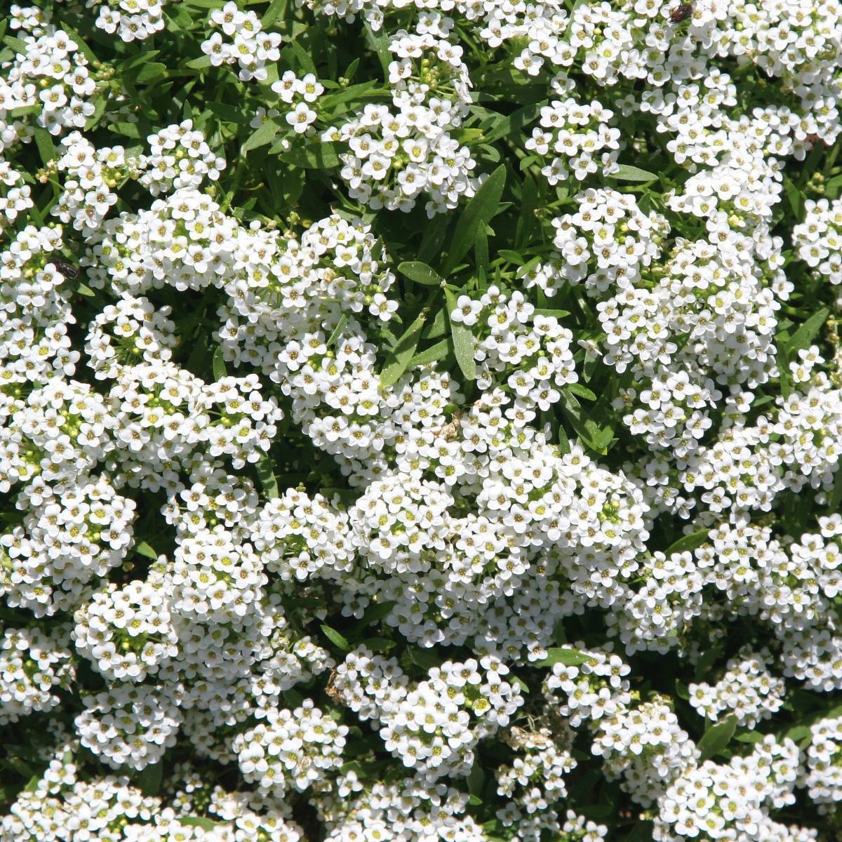 Kings Seeds Flower Alyssum Carpet of Snow Pictorial Packet