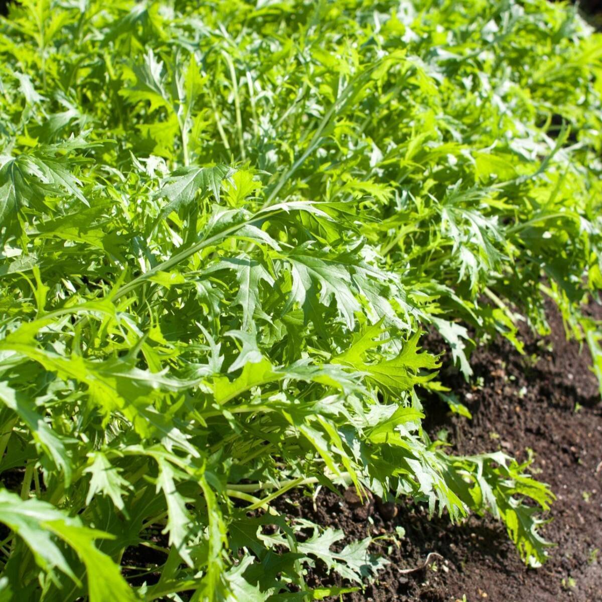 What are the characteristics of mizuna, Mizuno Mizuno Pro 245