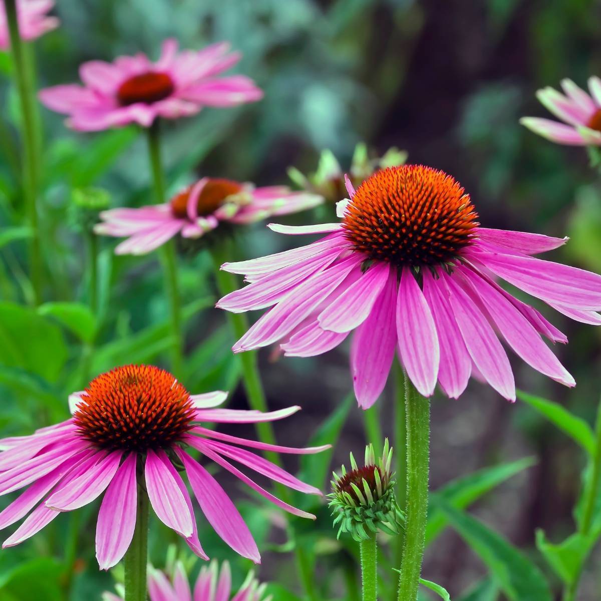Echinacea Echinacea plants in pots