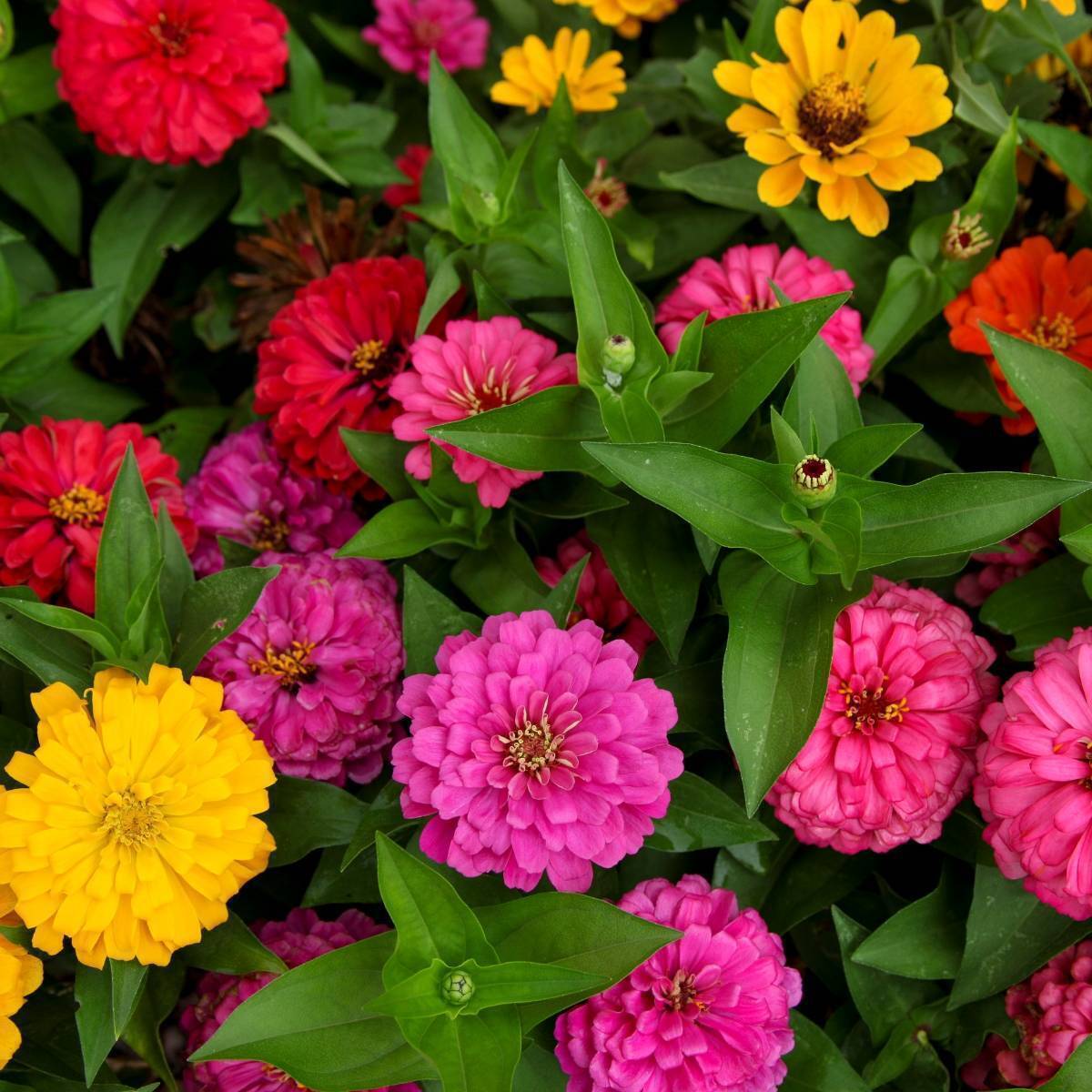 Zinnia- Lilliput Mix seeds | The Seed Collection