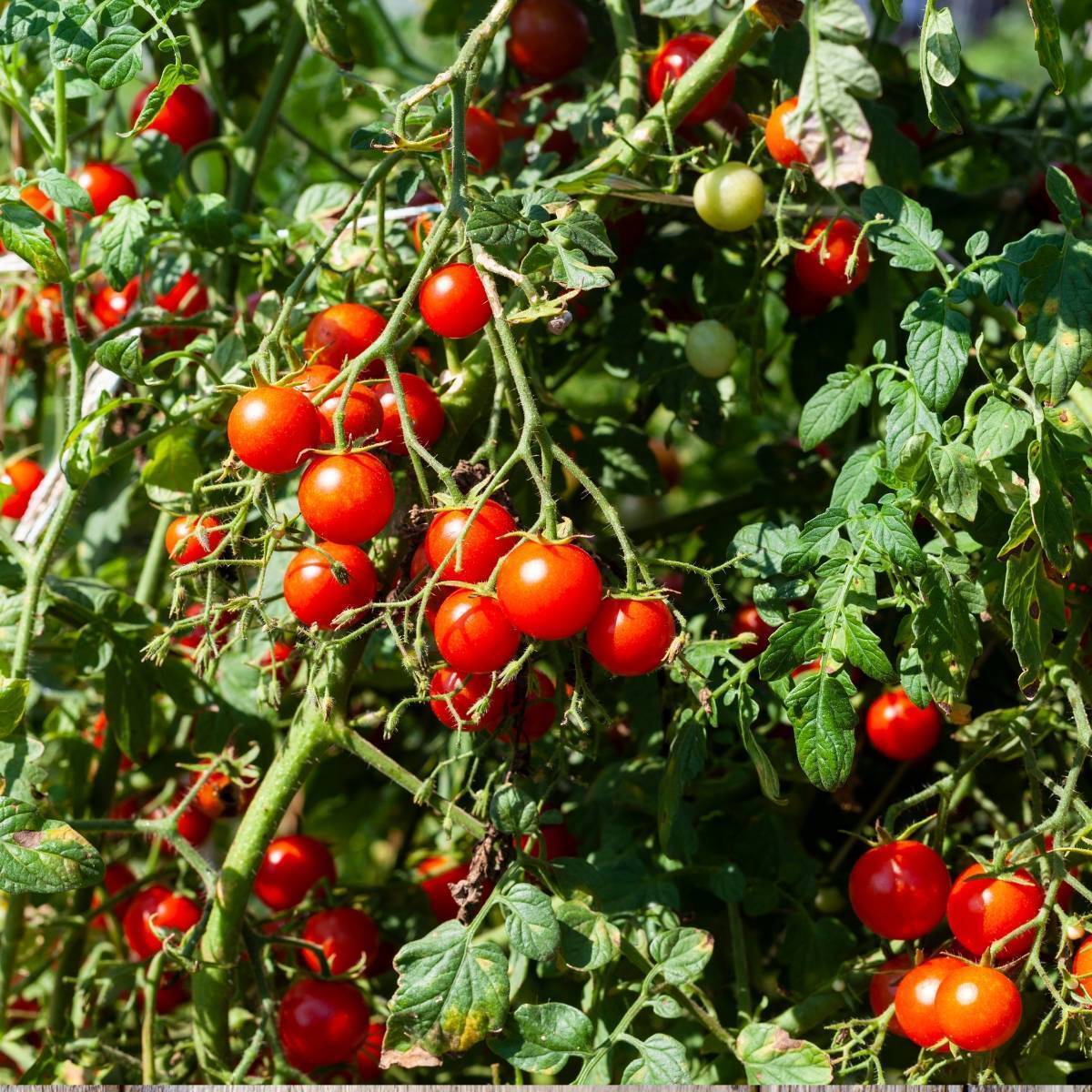 Cherry Tomato Varieties Chart