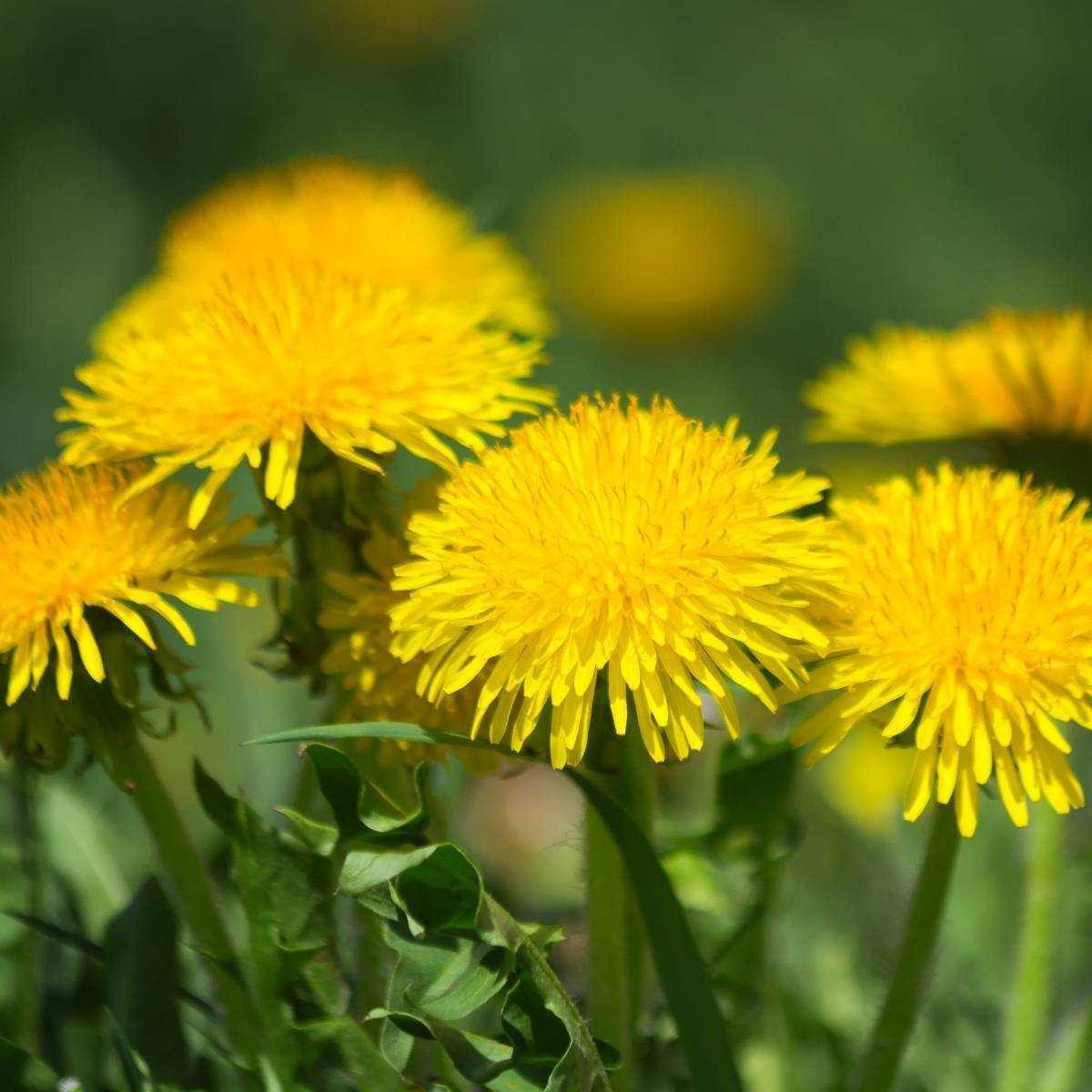 All About How Dandelion Seeds Are Dispersed