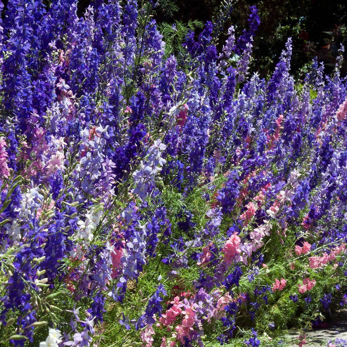 Larkspur Imperial Choice Mix Seeds The Seed Collection