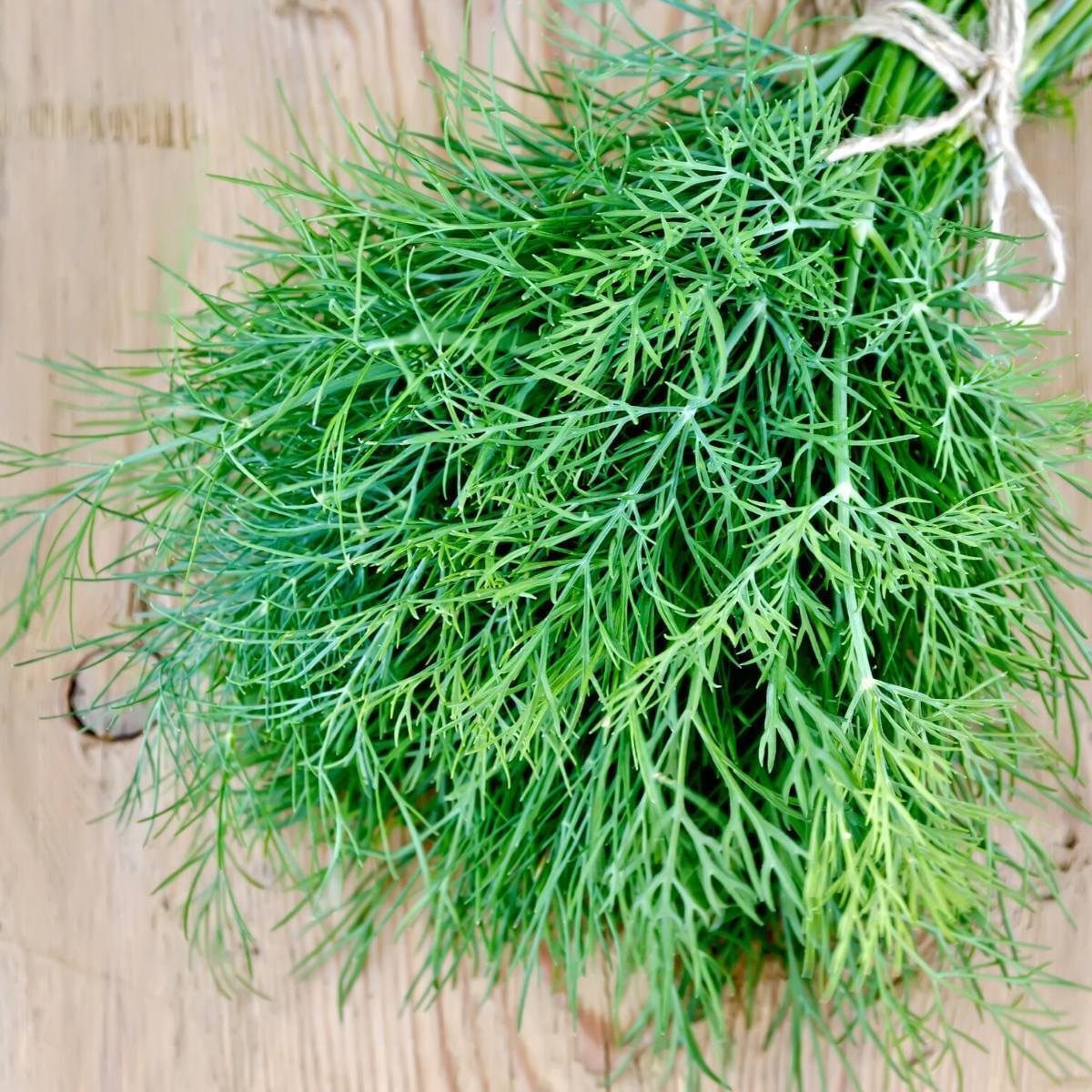 Dill Mammoth seeds The Seed Collection