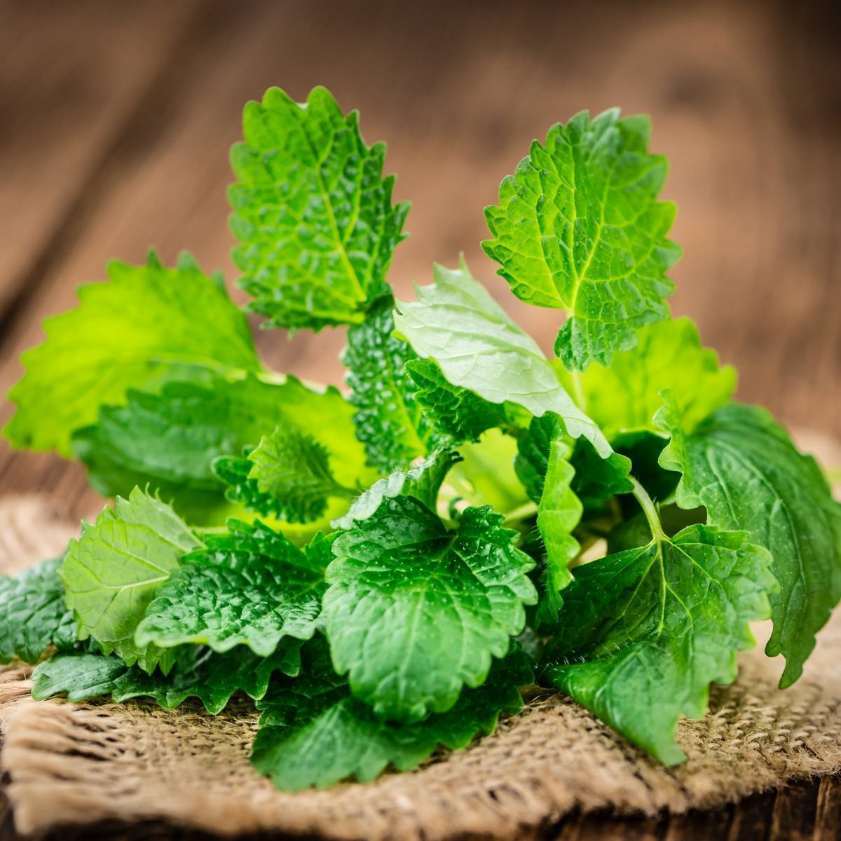 Lemon Balm Seeds The Seed Collection