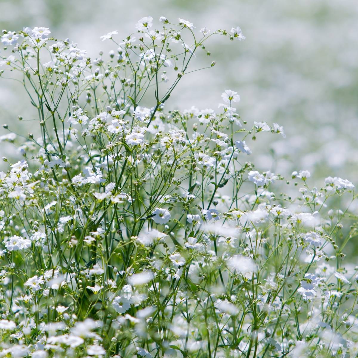 Baby's Breath 1000 Seeds (Gypsophila elegans) Heirloom Open pollinated