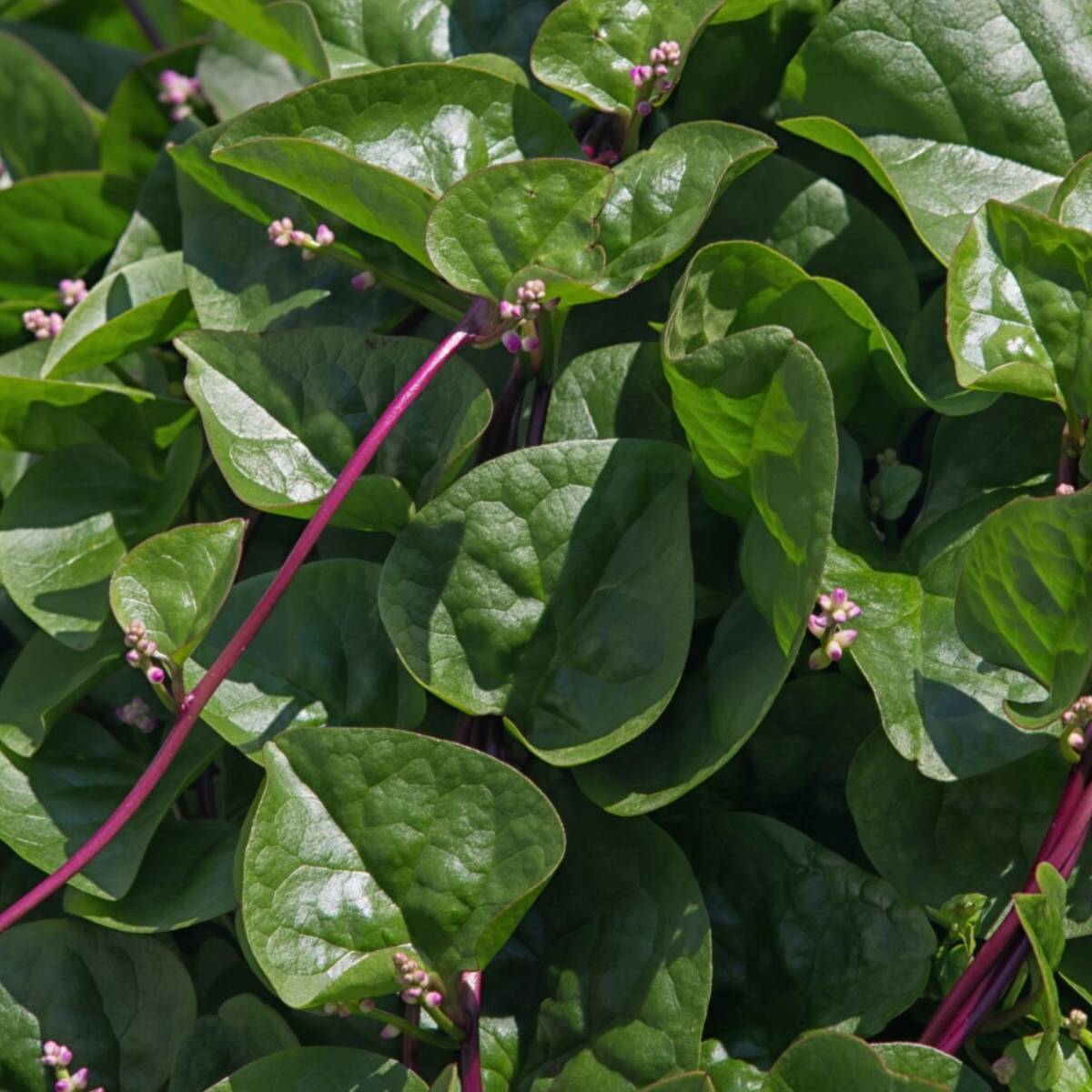malabar spinach- red seeds | the seed collection