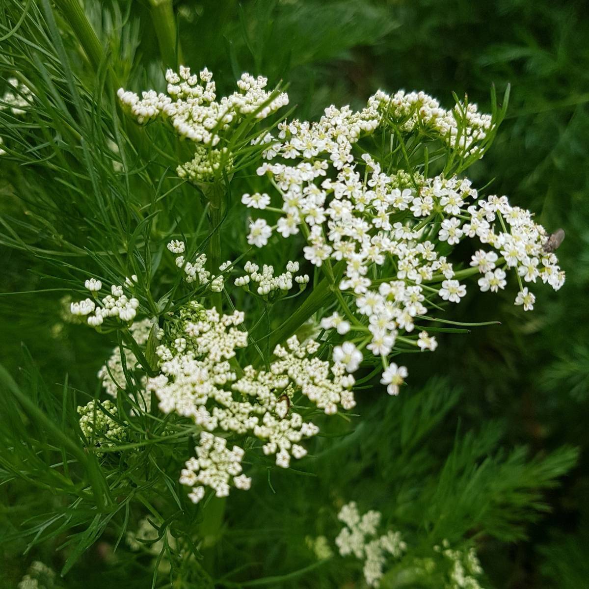 Caraway | The Seed