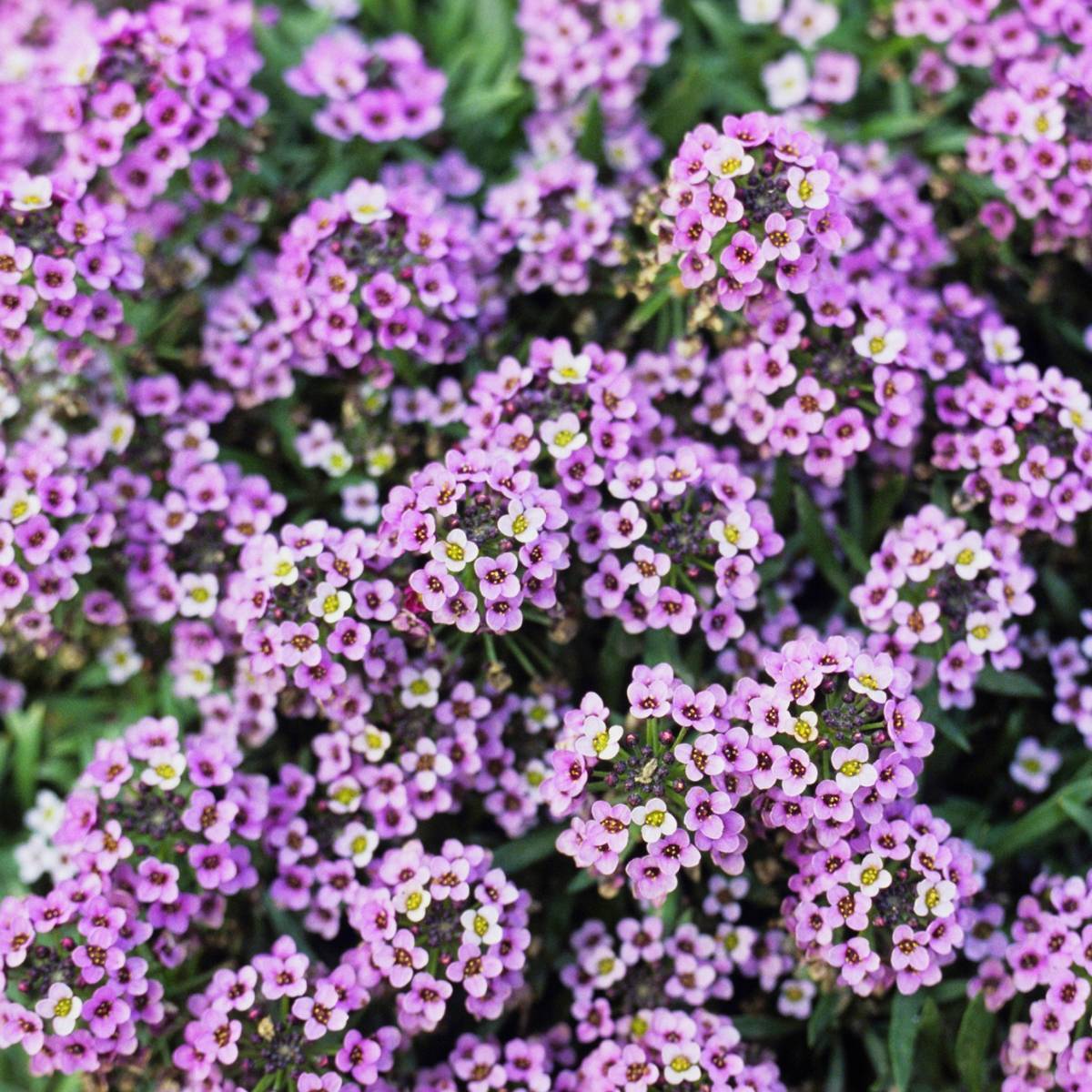 Alyssum- Royal Carpet seeds | TheSeedCollection