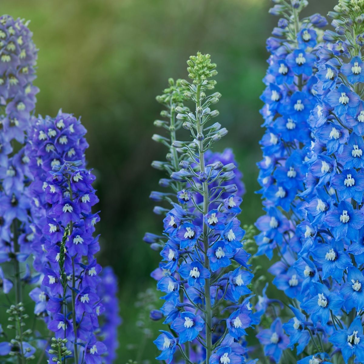 Larkspur- Imperial Blue Bell seeds