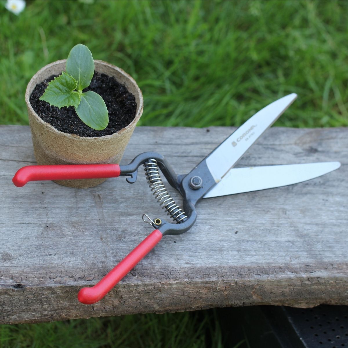 Classic Garden Shears | The Seed Collection