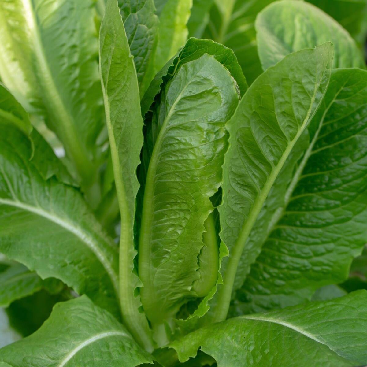 lettuce cos verdi seeds