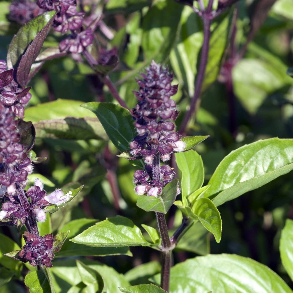 "150 Seeds" Excellent Herb For Any Garden,Easy To Grow Cinnamon Basil Seeds 