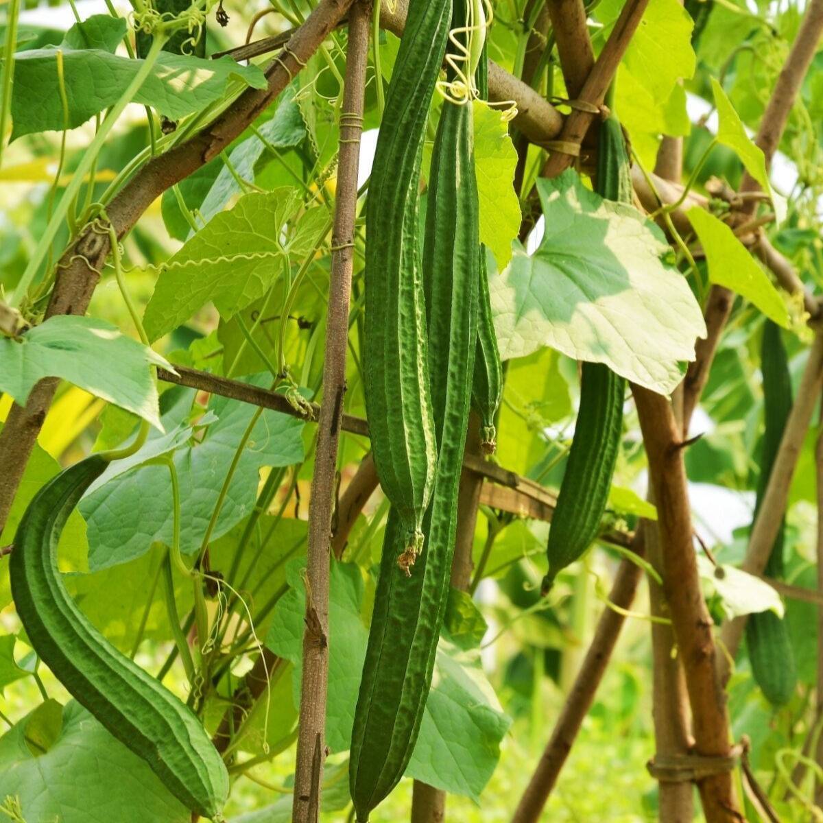 Angled Luffa Seeds | The Seed Collection