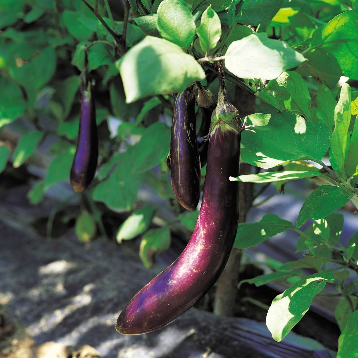 Eggplant- Early Long Purple seeds | The Seed Collection