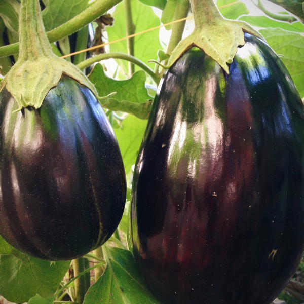 Eggplant- Black Beauty seeds | Collection