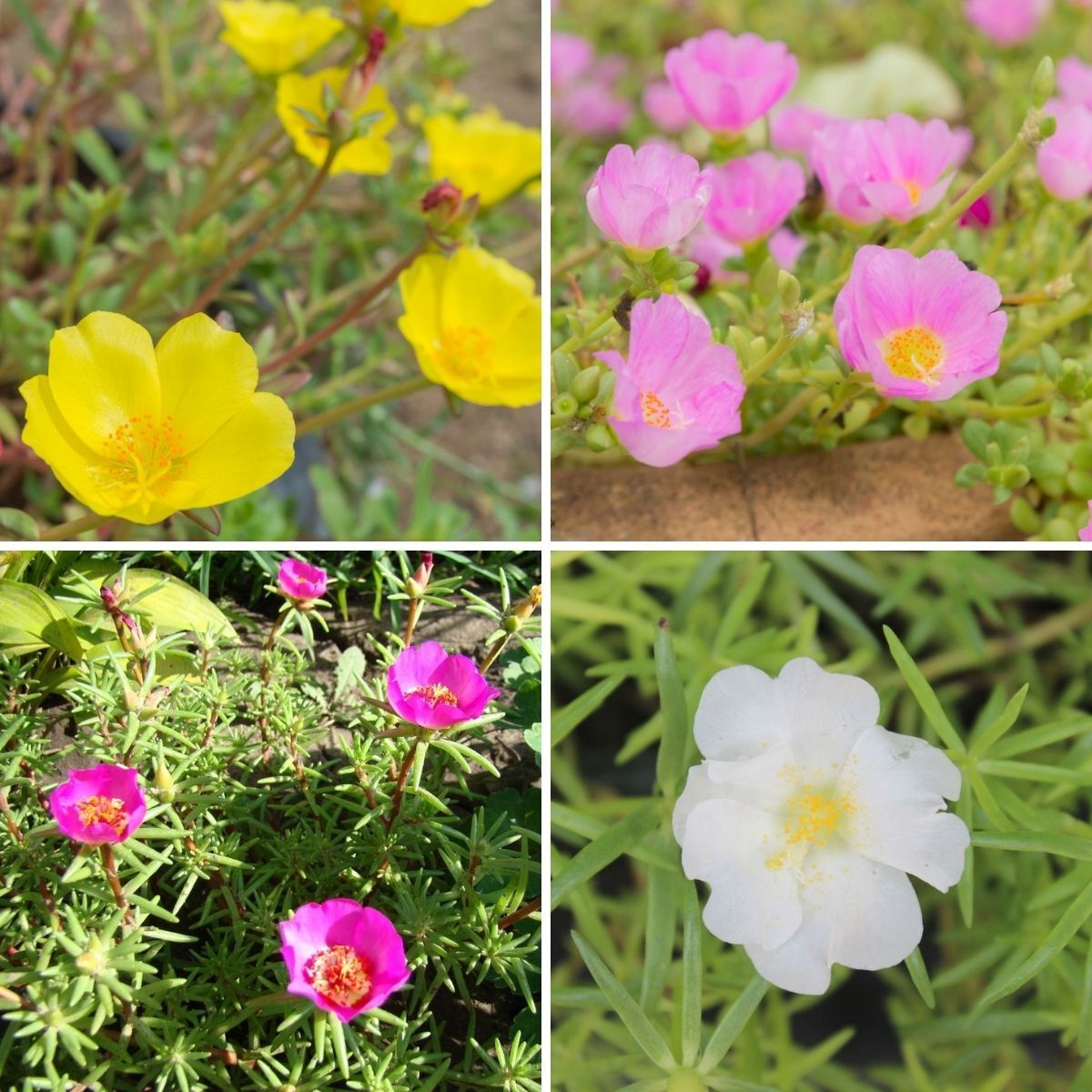 MOSS ROSE – PORTULACA GRANDIFLORA – SINGLE MIXED – 11000 BEST