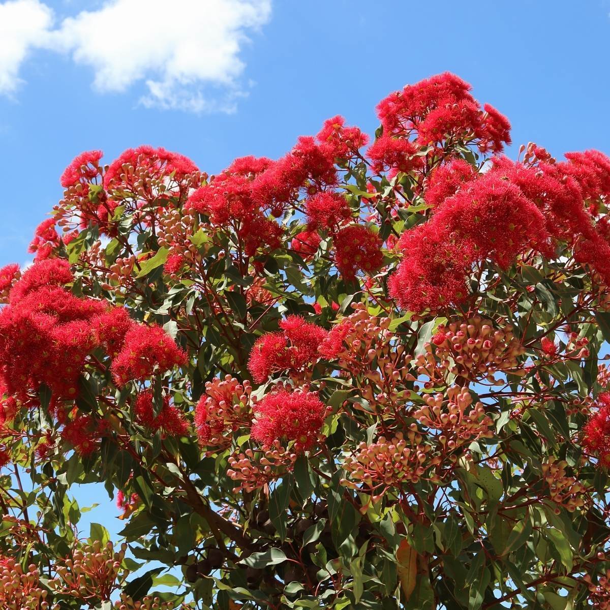 Australian  Native Corymbia Ficifolia "Red Flowering Gum" 5 Seeds