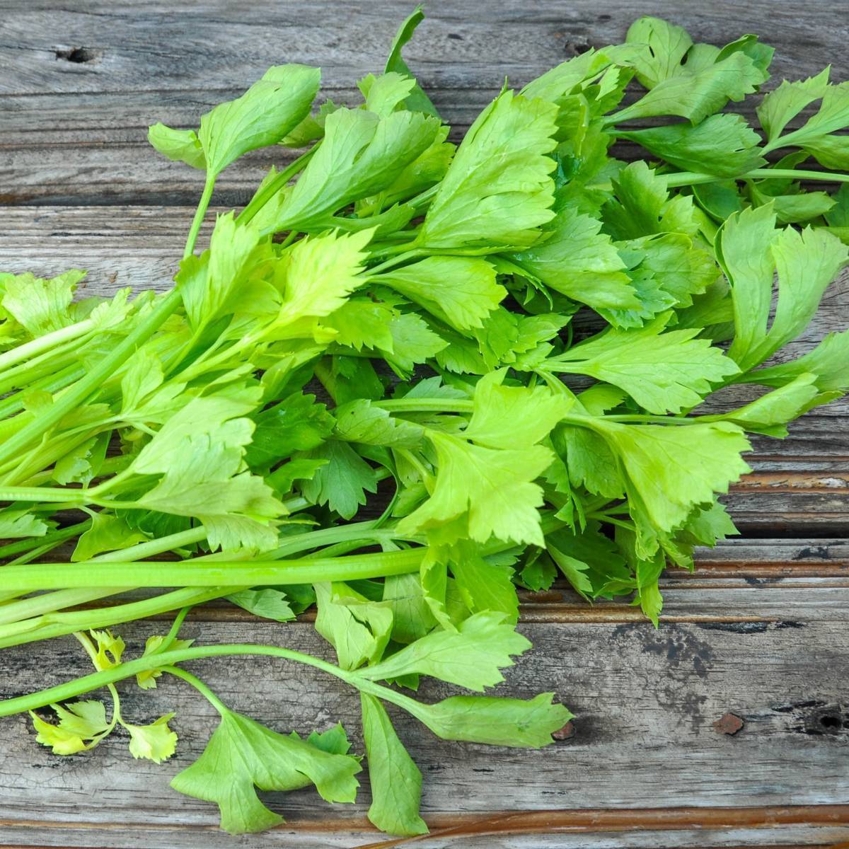 Growing Celery Best Varieties, Planting Guide, Care, Problems, and Harvest