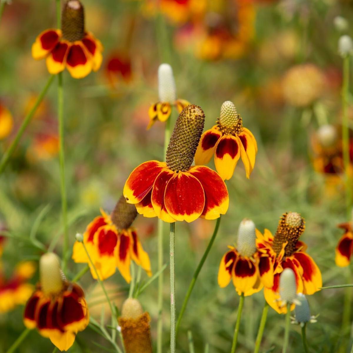 Mexican Hat Flower seeds The Seed Collection
