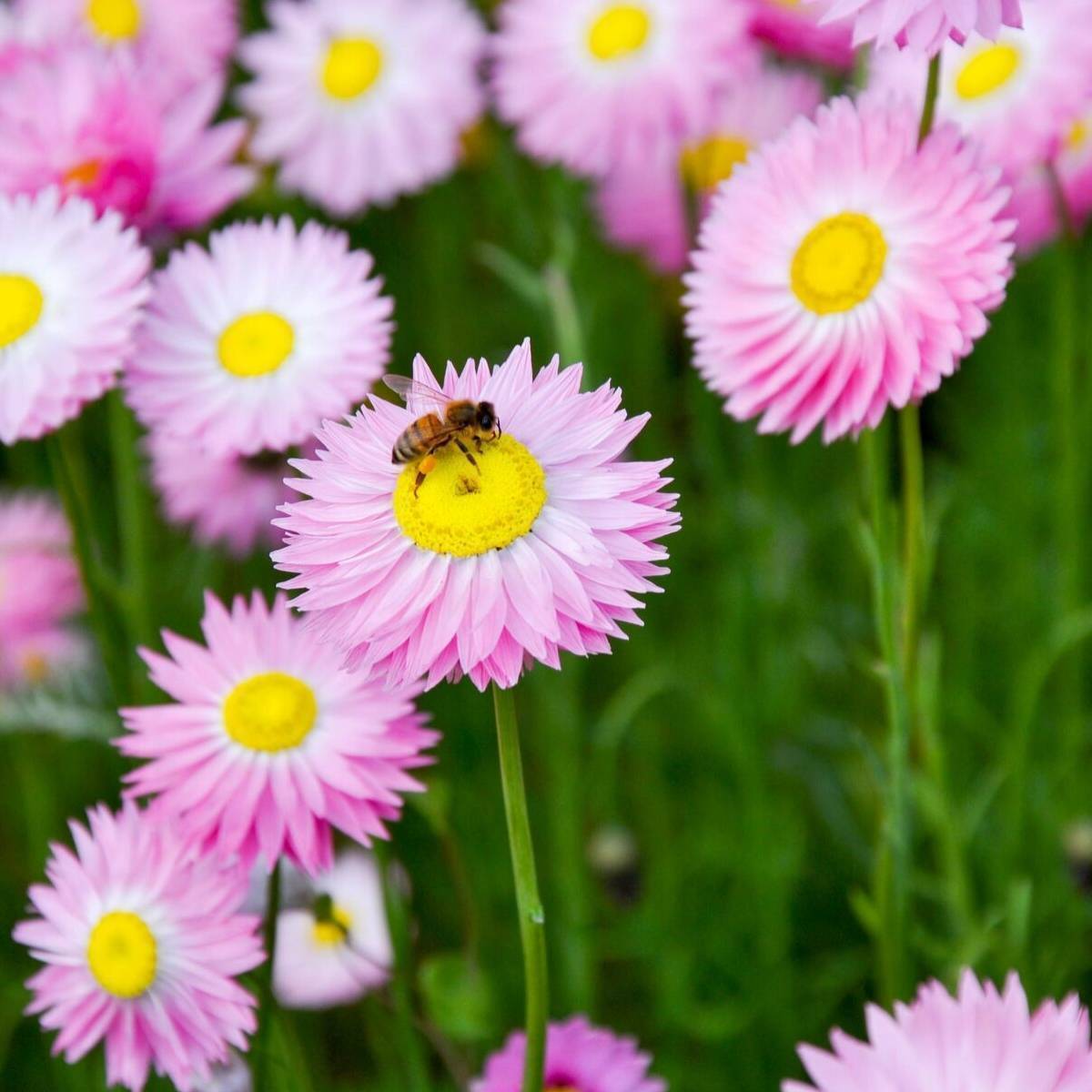 Paper Daisy- Rose seeds