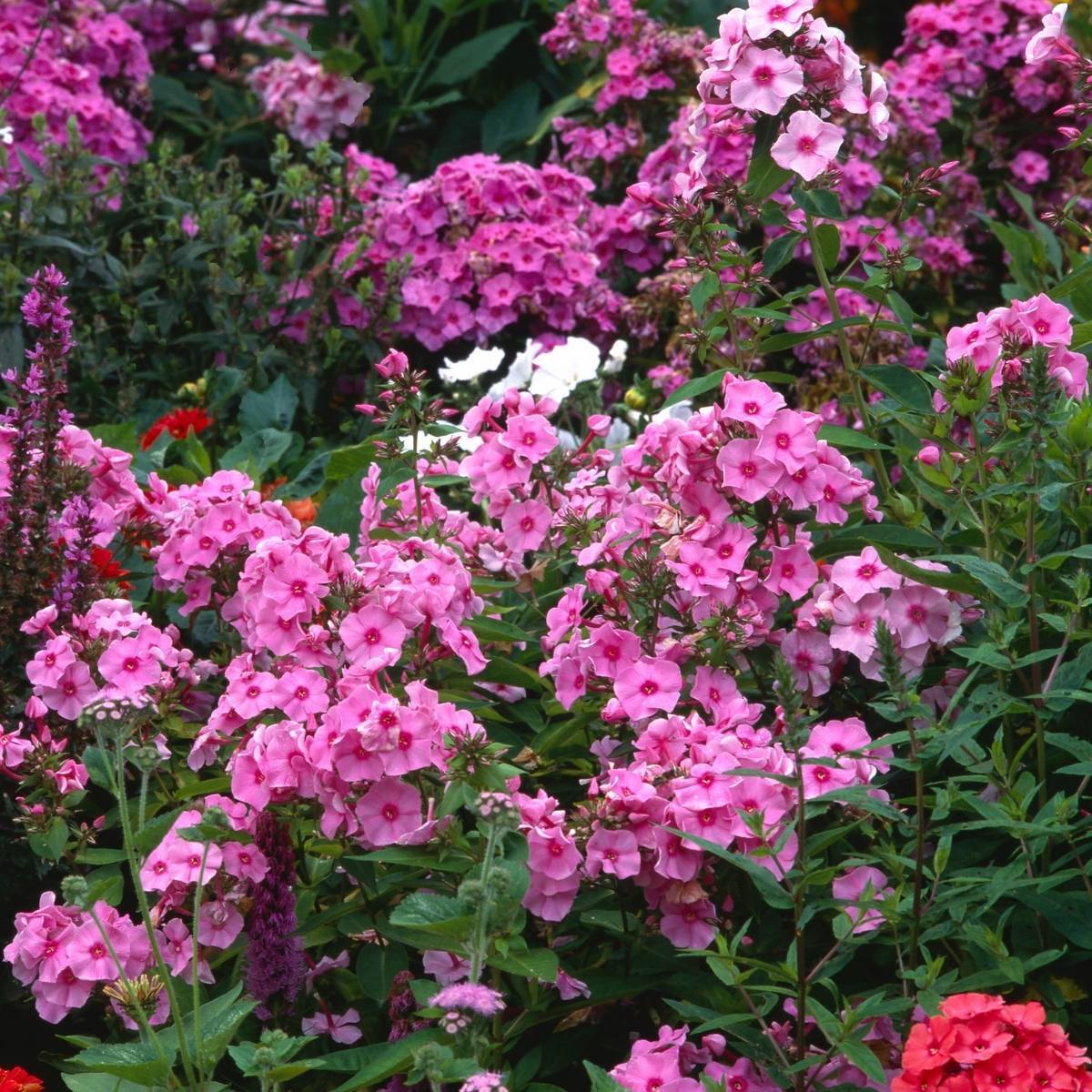 Phlox  Paniculata Mix seeds   The Seed Collection