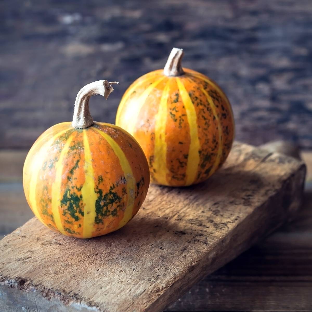 Winter Squash- Kakai | The Seed Collection