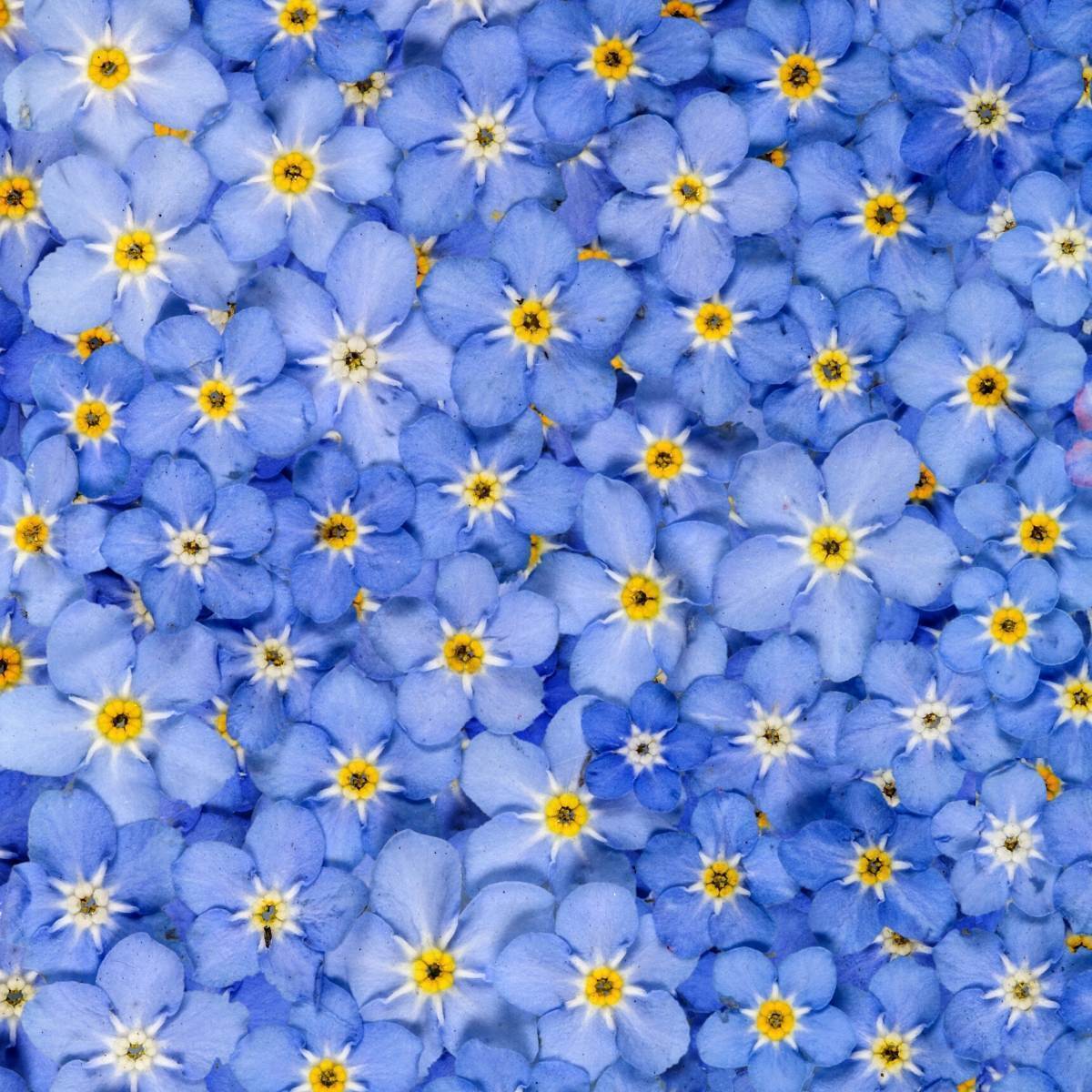 Your Guide to Forget-Me-Not Flowers