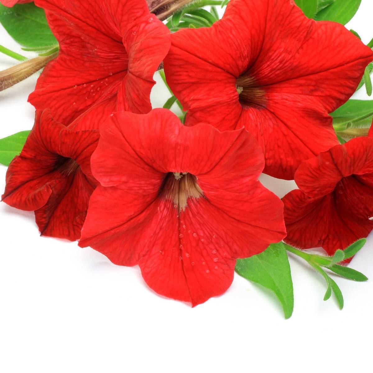 Red Petunia Fire Chief 500 Seeds Flower Great in Hanging Baskets,containers. 