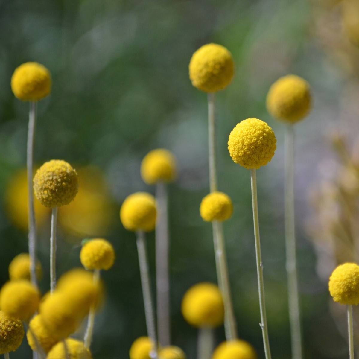 Billy Buttons Seeds The Seed Collection