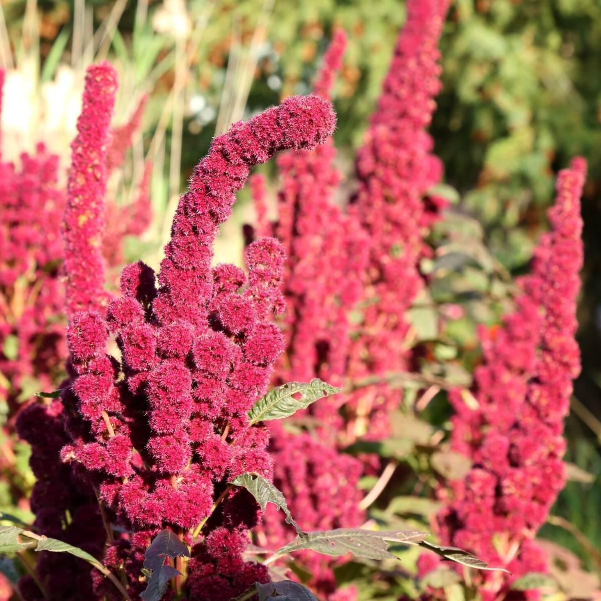 Amaranth- Red Cathedral seeds | The Seed Collection