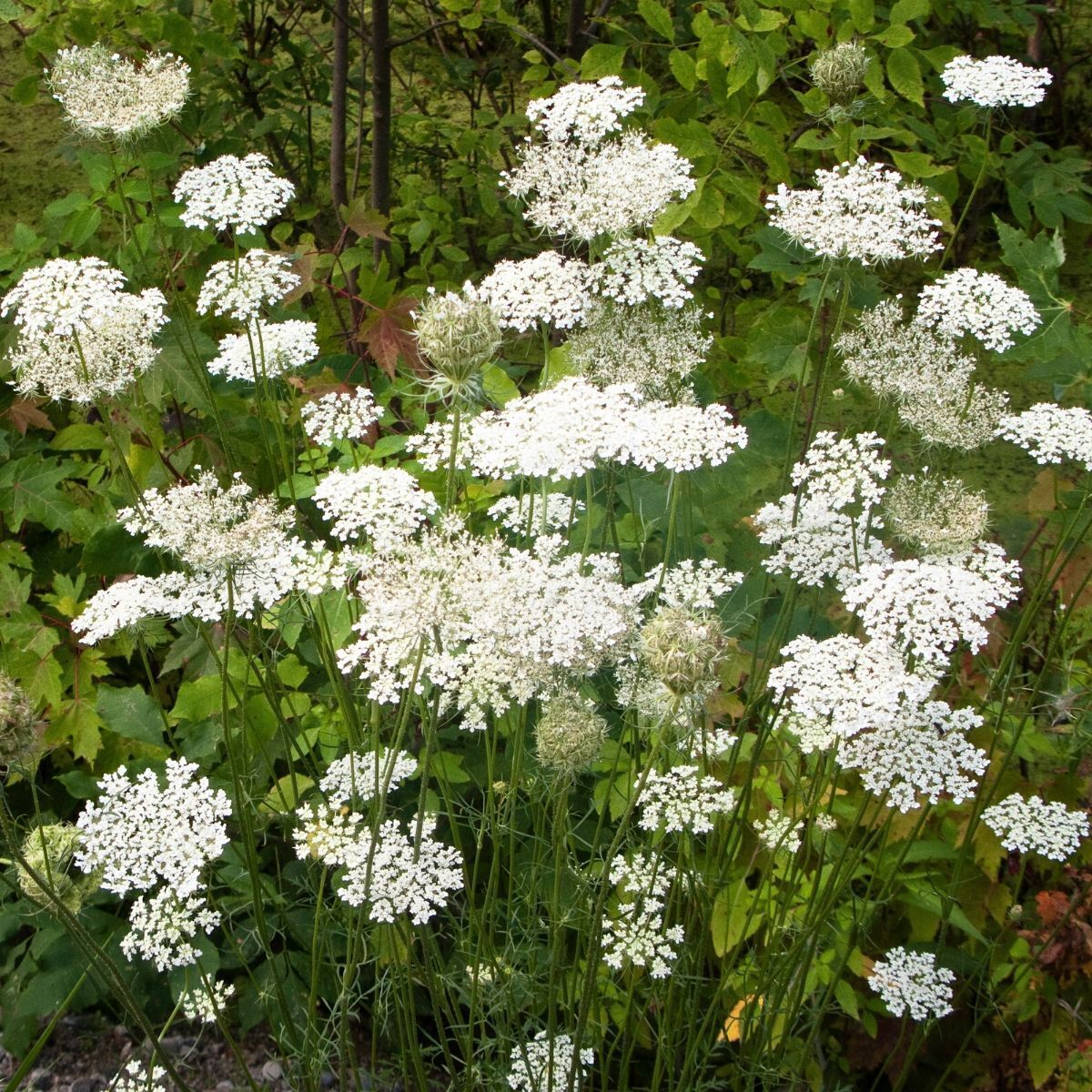 Featured Plant: Queen Anne's Lace
