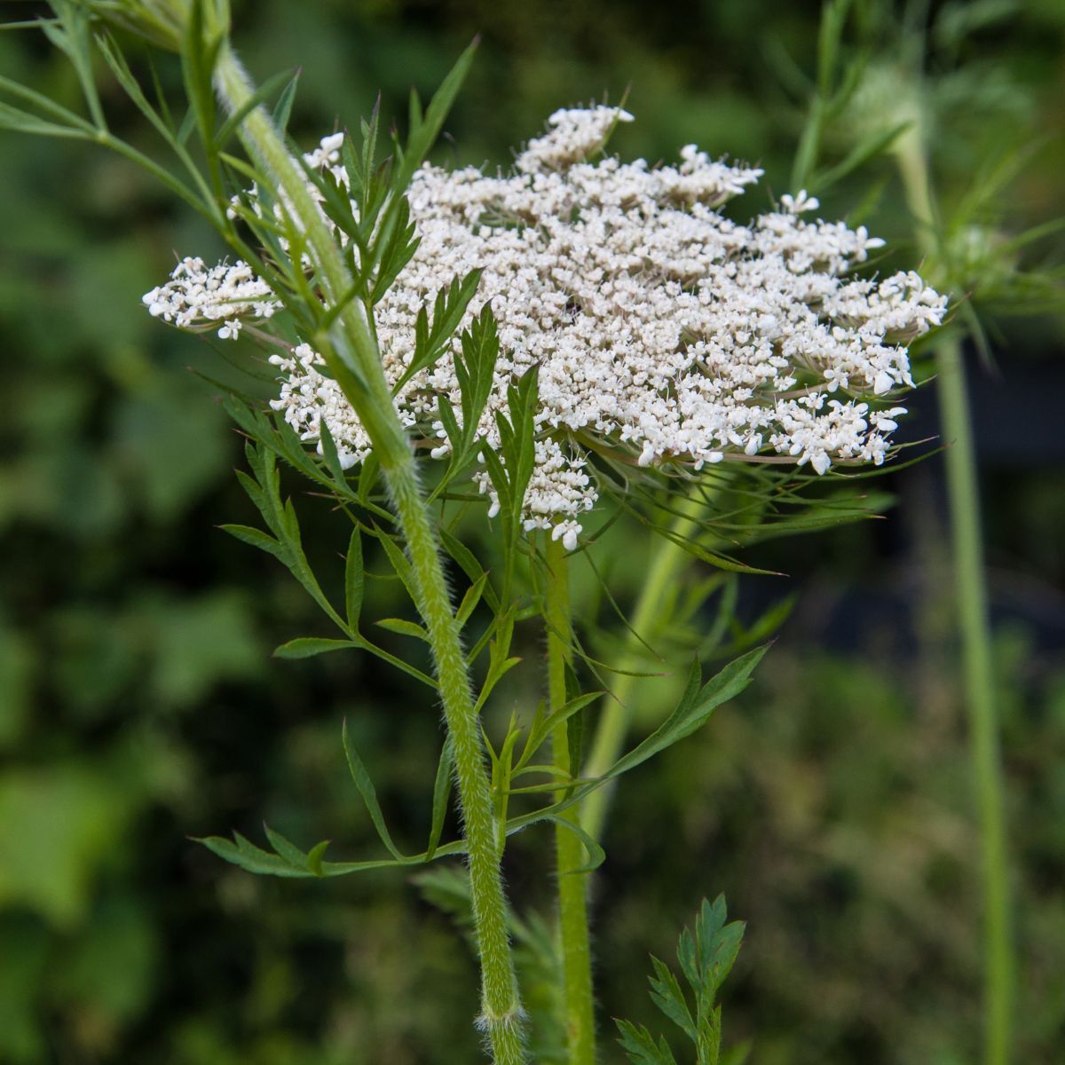 Featured Plant: Queen Anne's Lace