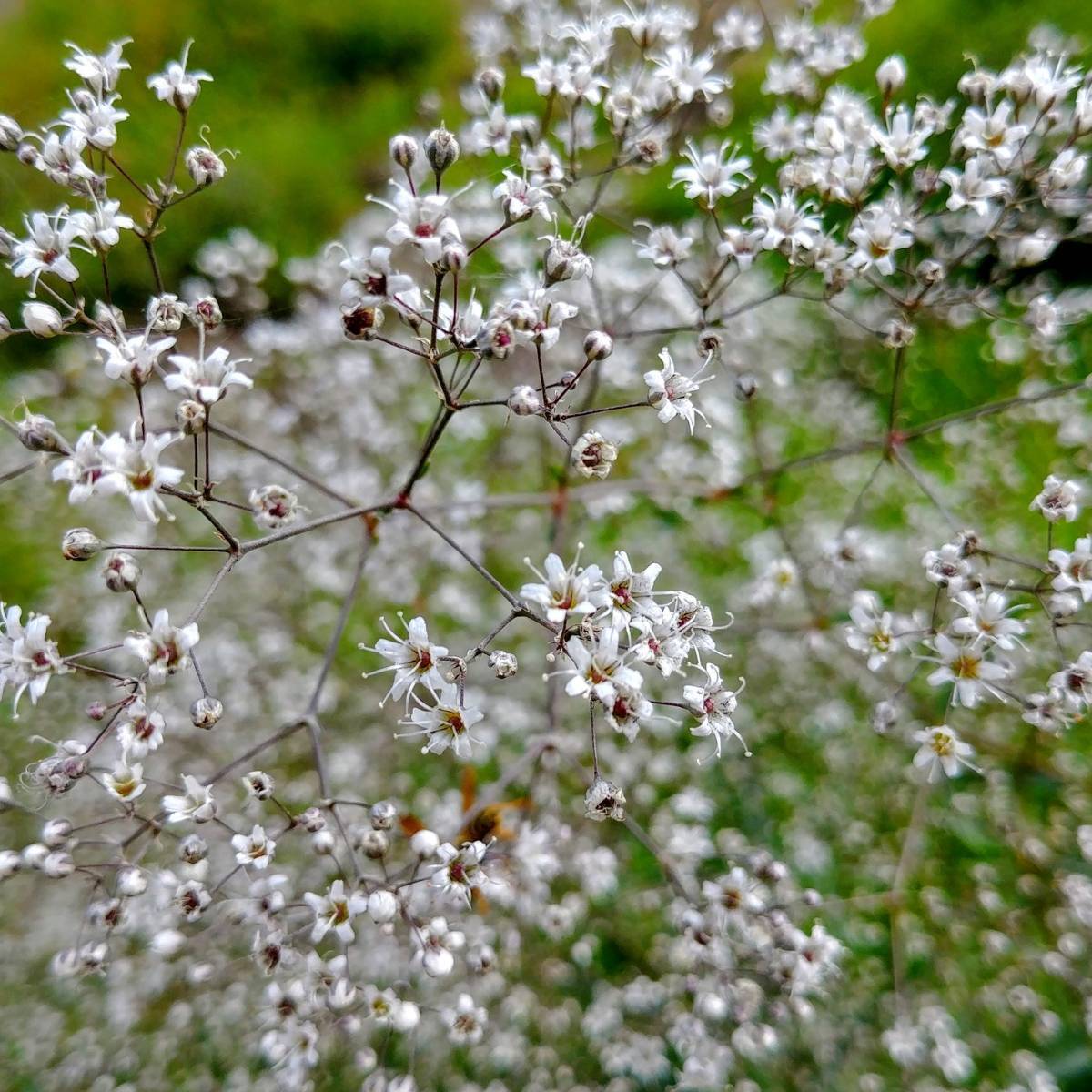 Bulk Perennial Babys Breath Seeds Packet