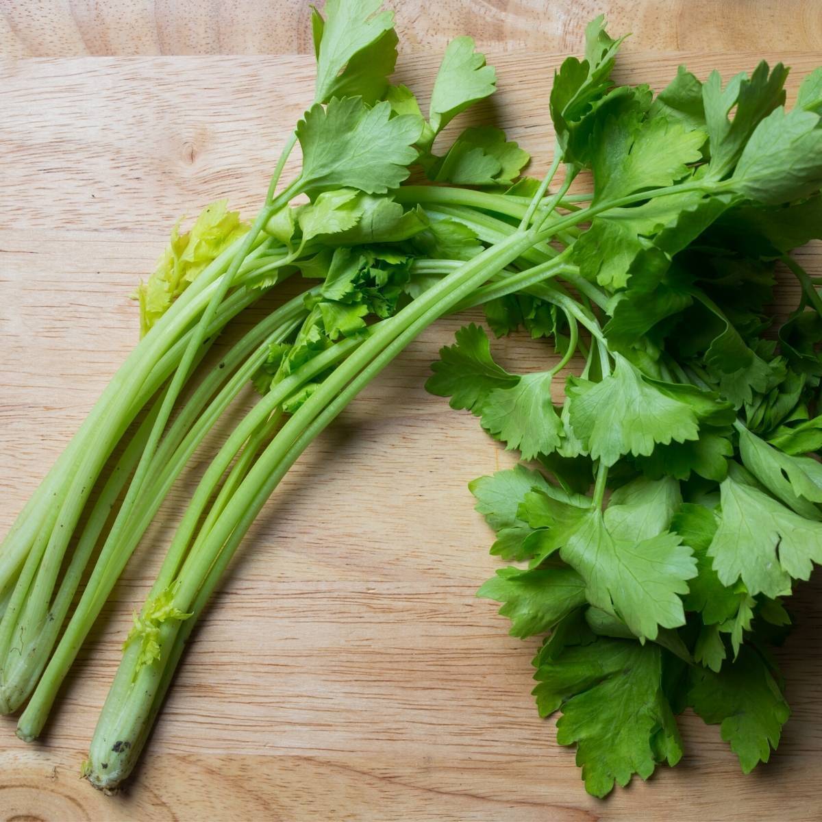 Chinese Celery Light Green seeds The Seed Collection